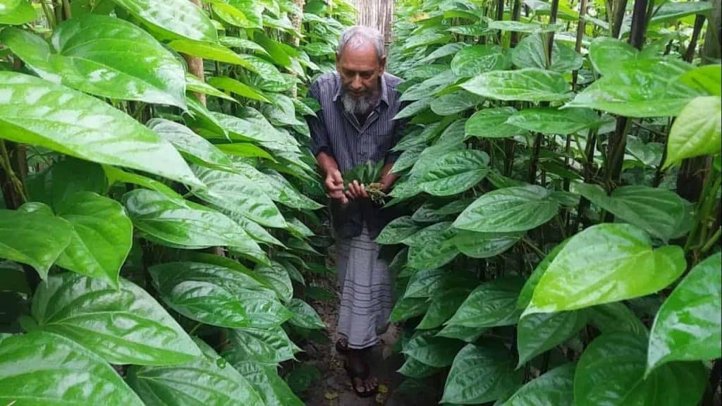 some-amazing-benefits-of-betel-leaf-the-indian-med