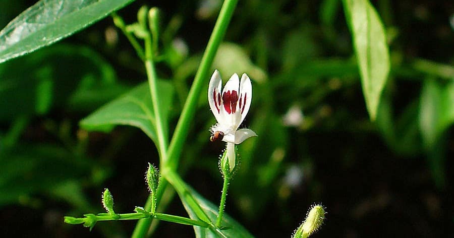 Андрографис метельчатый. Andrographis paniculata herba. Андрографис метельчатый растение. Андрографис фото.