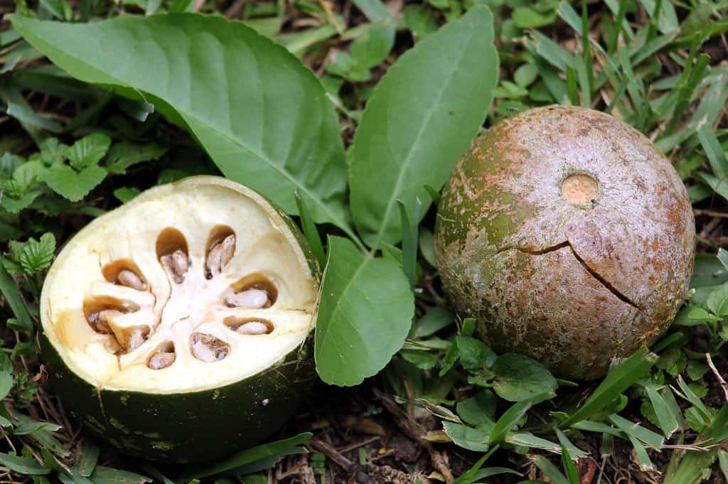 10 Amazing Health Benefits of Bael Fruit (Wood Apple) - The Indian Med