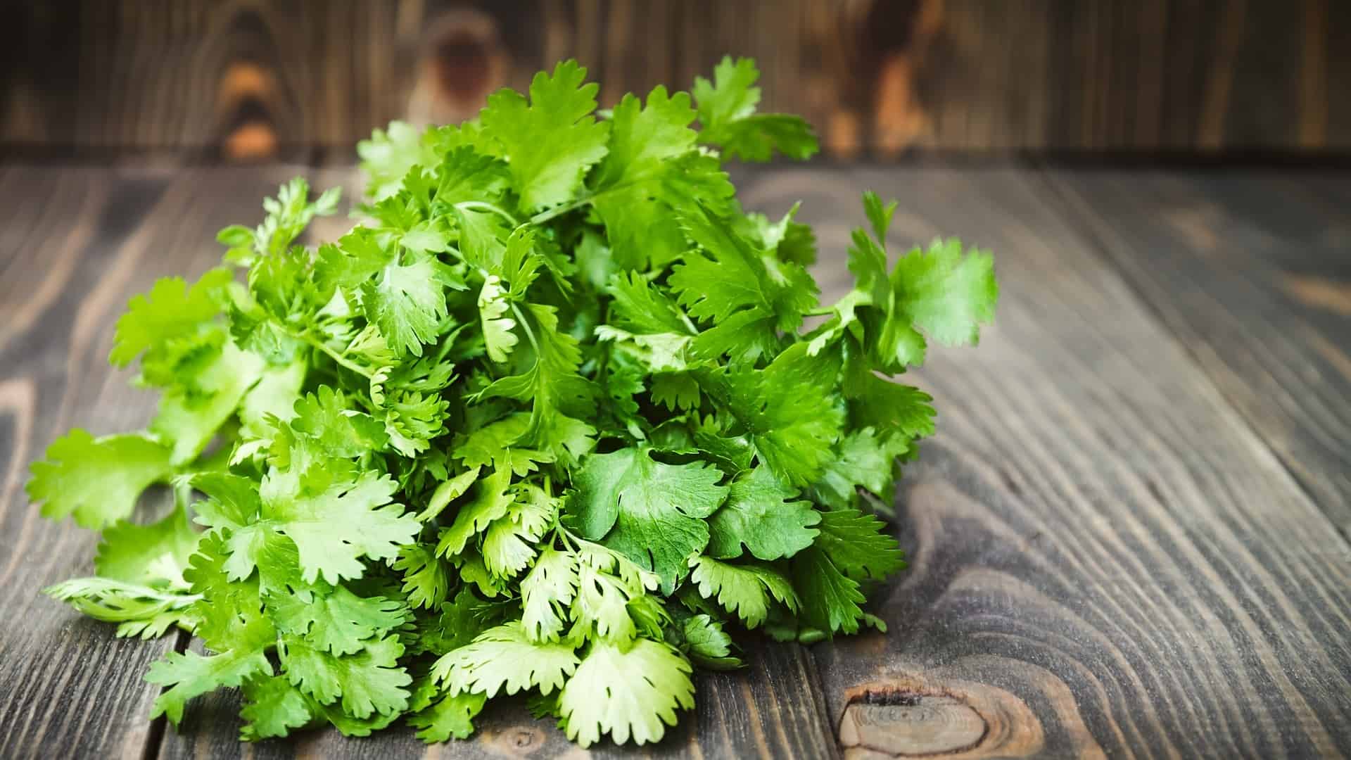 Cilantro (Coriander Leaves) Health Benefits- The Indian Med