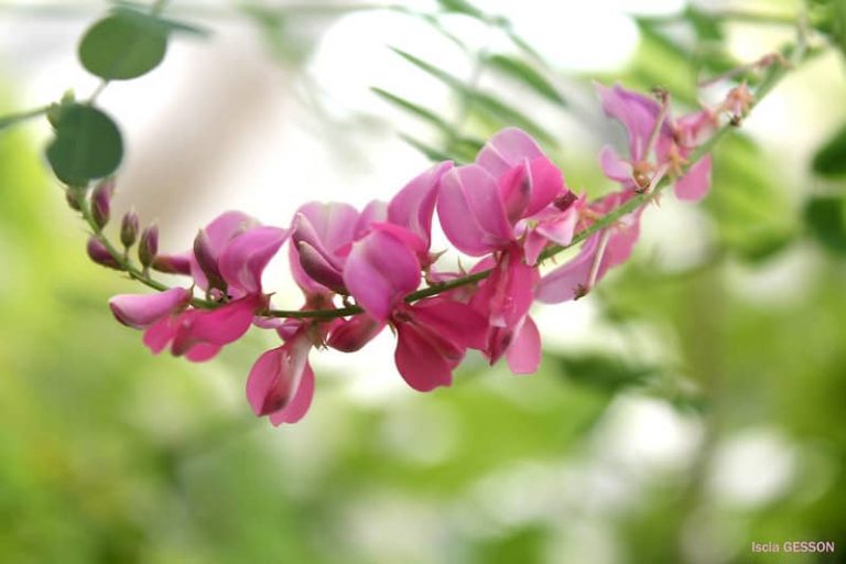 benefits-uses-of-avuri-or-neeli-indigofera-tinctoria-the-indian-med