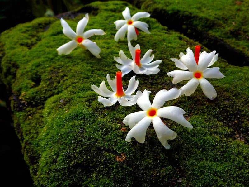 Parijat Plant Its Mythology  10 Amazing Benefits  Gurujilife