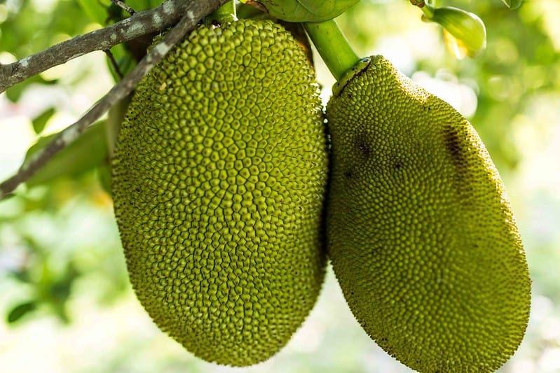 7 Wonderful Health Benefits of Palapalam (Jackfruit) - The Indian Med