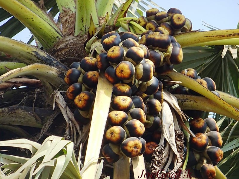 Nungu-palmyra-palm