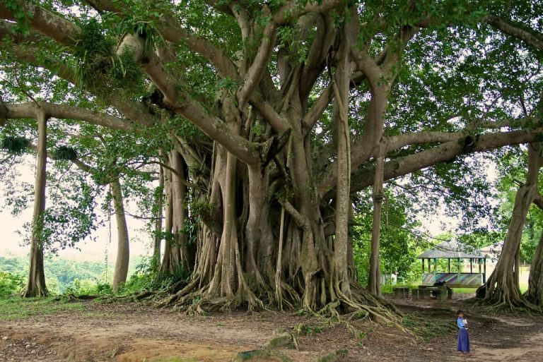 Few Lines About Banyan Tree In Tamil