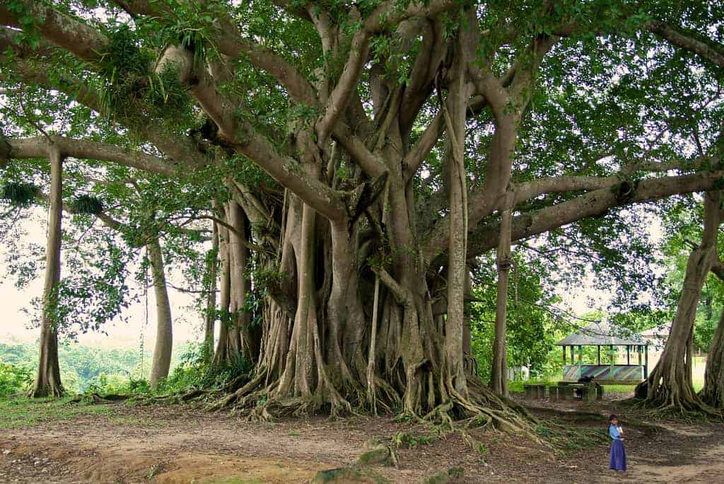 Aalamaram (Banyan Tree) Health Benefits and Uses - The Indian Med