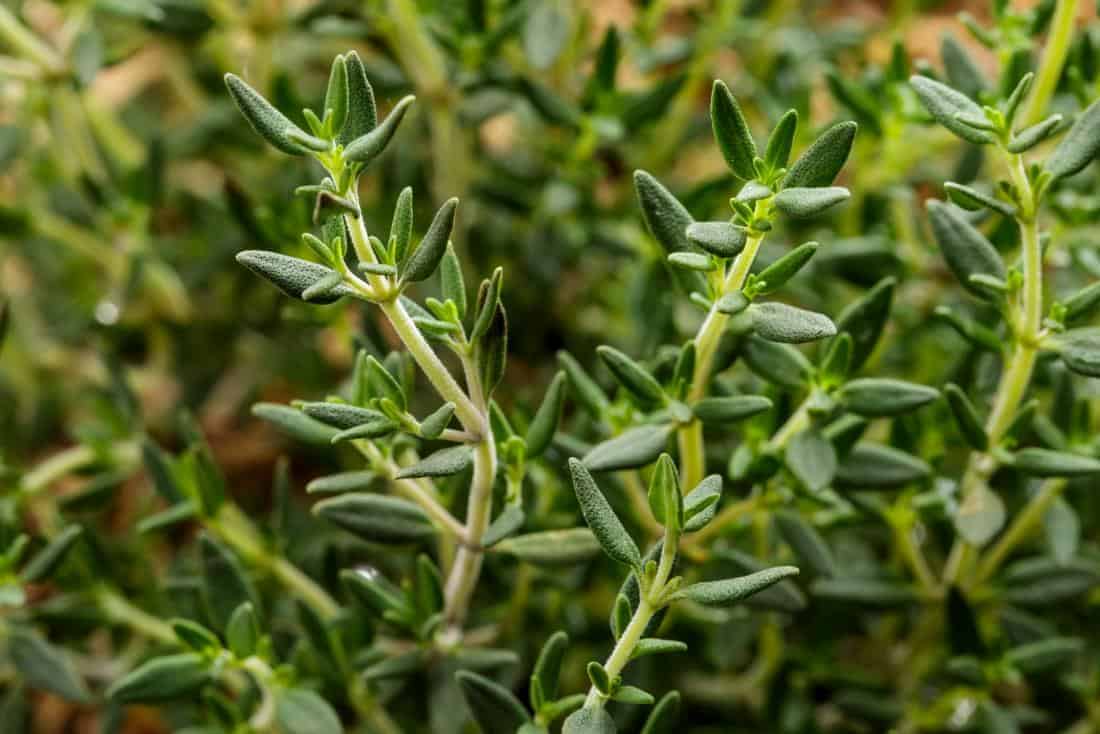 common thyme uses