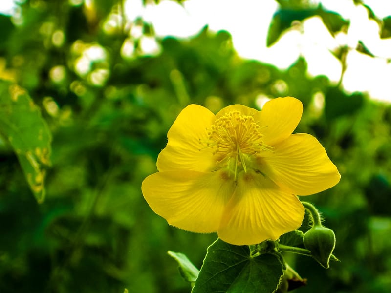 Thuthi Abutilon Indicum Benefits Remedy For Piles The Indian Med