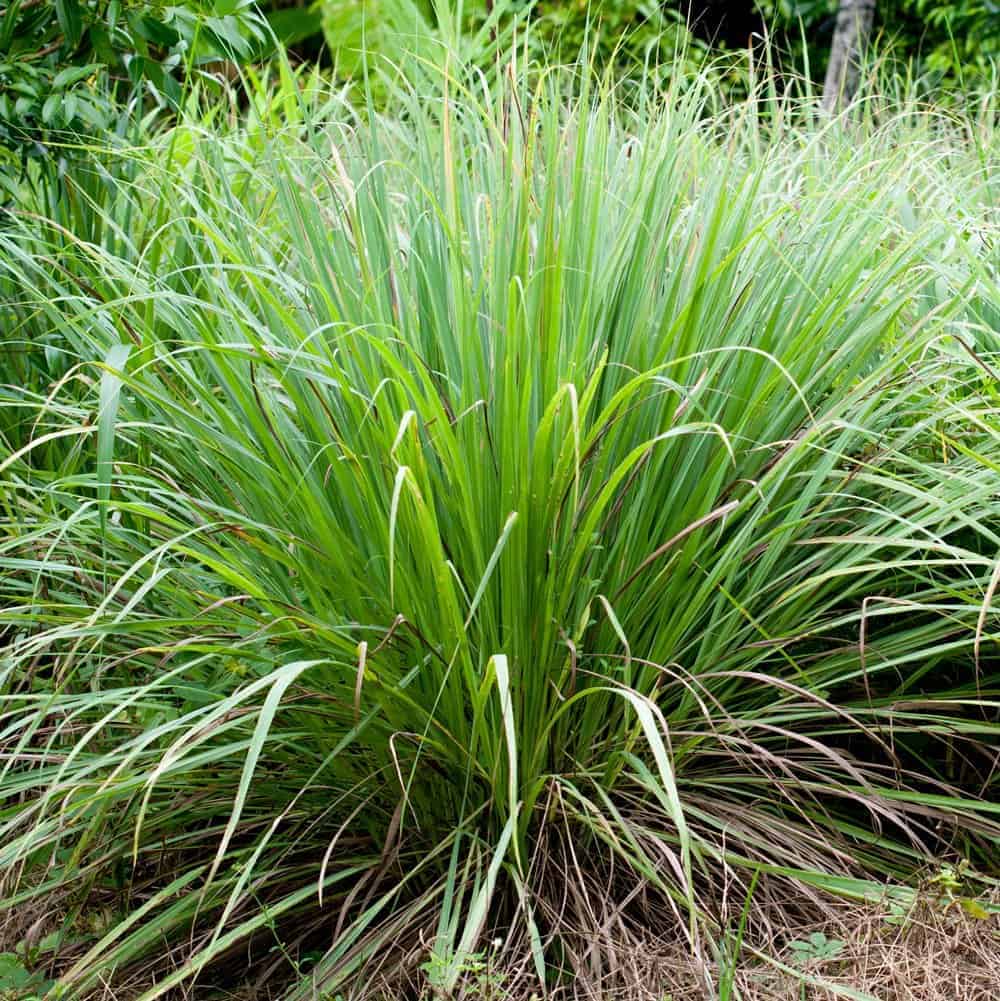 Karpoora Pul Lemon Grass Properties Benefits And Side Effects The Indian Med