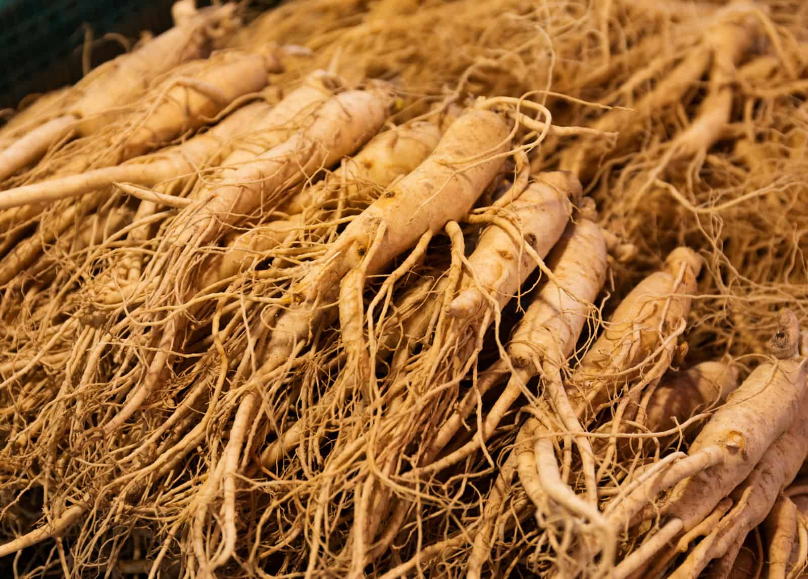 50pcs-chinese-korean-panax-ginseng-seeds-asian-fresh-for-planting