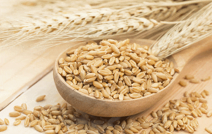 barley-nutrition-benefits-and-recipe-the-indian-med